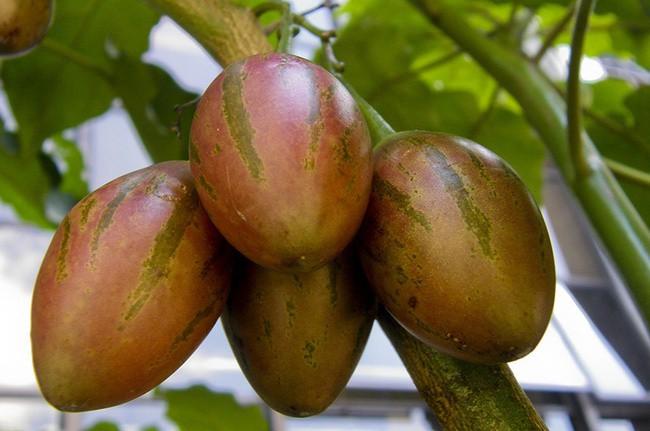 Hạt giống cà chua thân gỗ Tamarillo ( 10 hạt/gói )