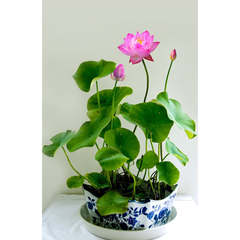 Hạt giống sen nhật mini