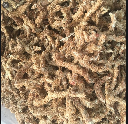 100g Rêu sâu Chile trồng lan - 100g rêu sâu