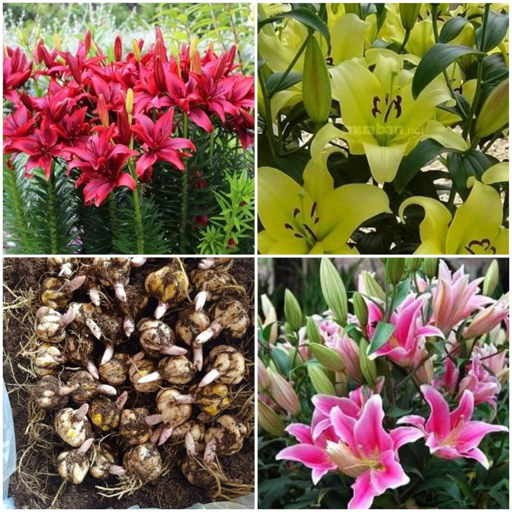 Combo 10 Củ Ly Thân cao Hoa Đủ Màu (Củ Ly Giống)