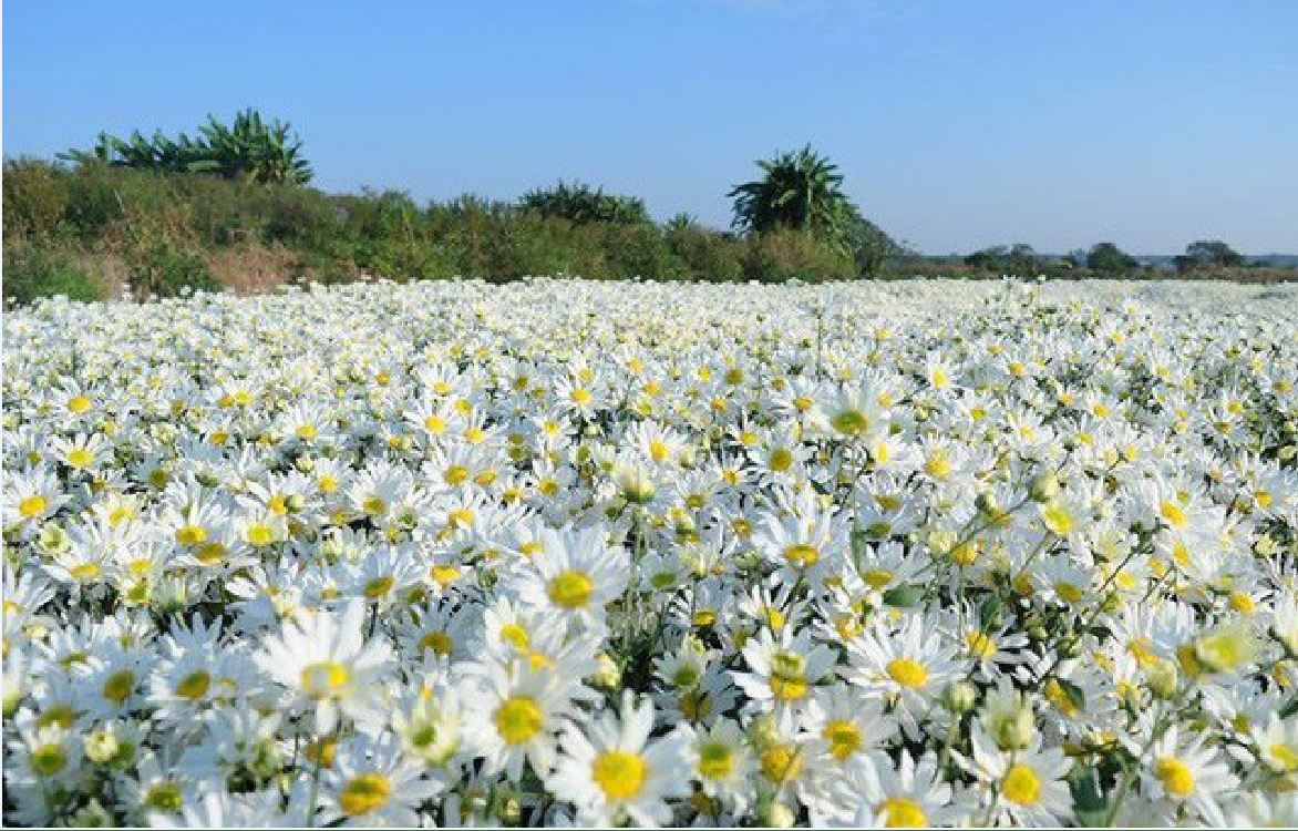 Hạt giống hoa cúc họa mi trắng - gói 50 hạt