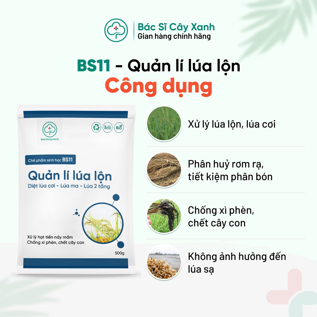 Chế Phẩm Quản Lý Lúa Lộn Lúa Cỏ Lúa Ma BS11 500g - Chống Xì Phèn Không Ảnh Hưởng Lúa Sạ - Bác Sĩ Cây Xanh