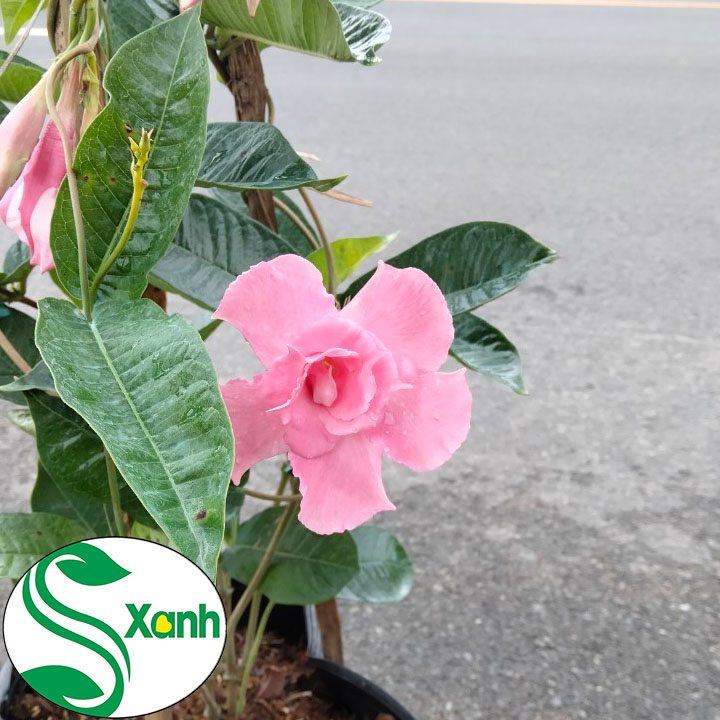 Hoa Leo Hồng Anh Cánh Kép