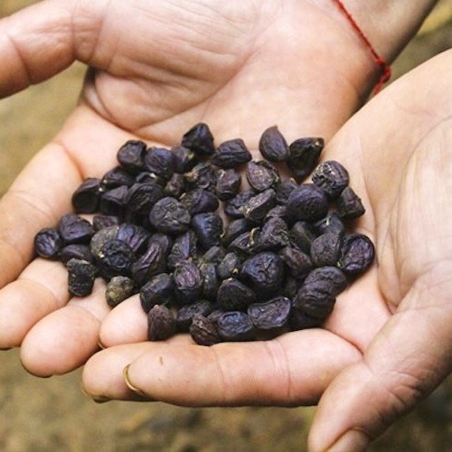 [100G-500G] Northwest Forest Guava Seeds - Fragrant Guava Seeds Used as a Spice for Grilling and Making Dipping Sauces