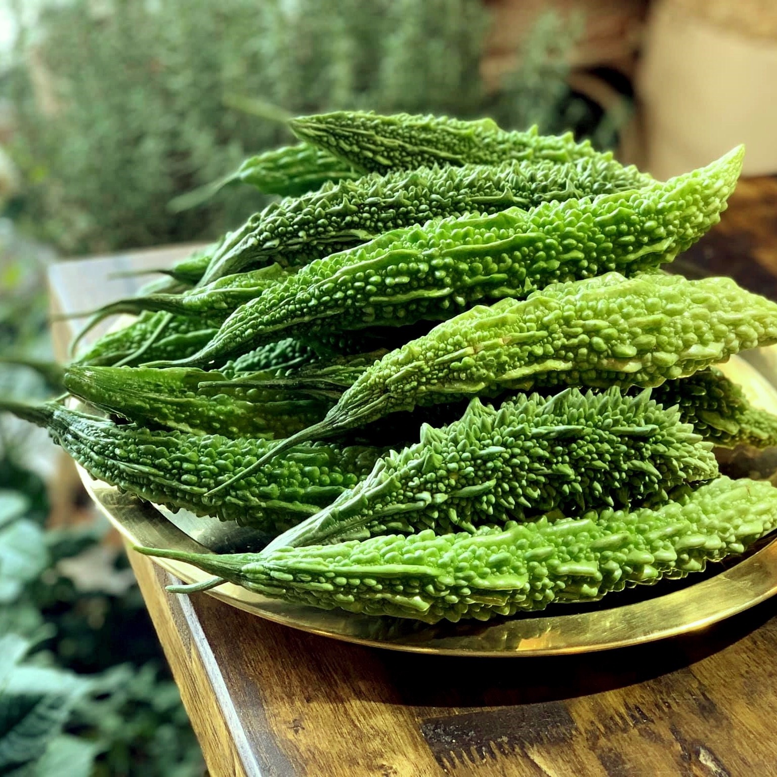 Khổ qua xanh trái dài Salsa (5 hạt)