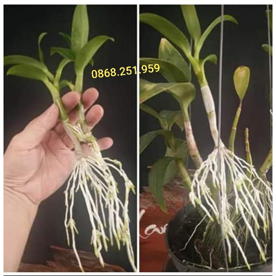 { } Siêu kích rễ VMC