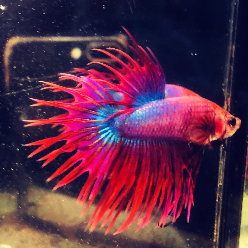 BETTA ĐUÔI TƯA ☀️ HOT HOT ☀️