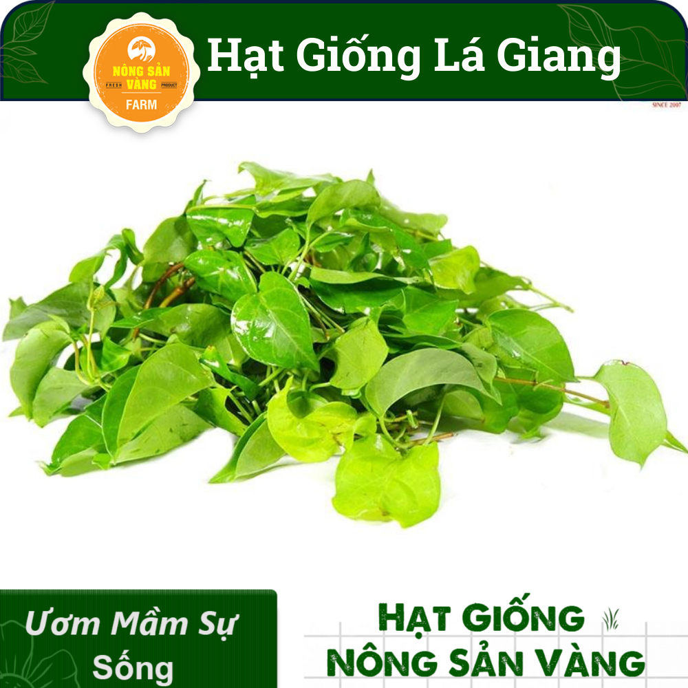 Hạt Giống Dây Giang (Lá Giang) Nảy Mầm Tốt, Phát Triển Mạnh (Gói 10 Hạt) - Nông Sản Vàng