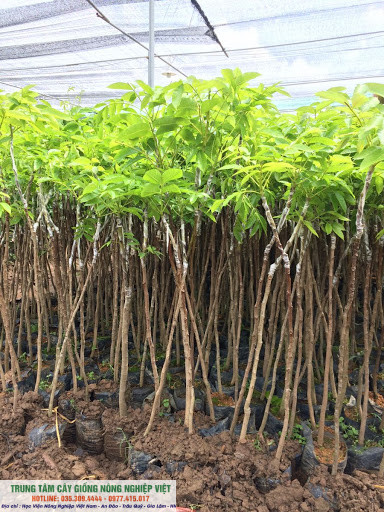 Cây trám đen cao 70-80cm chuẩn giống đhnn