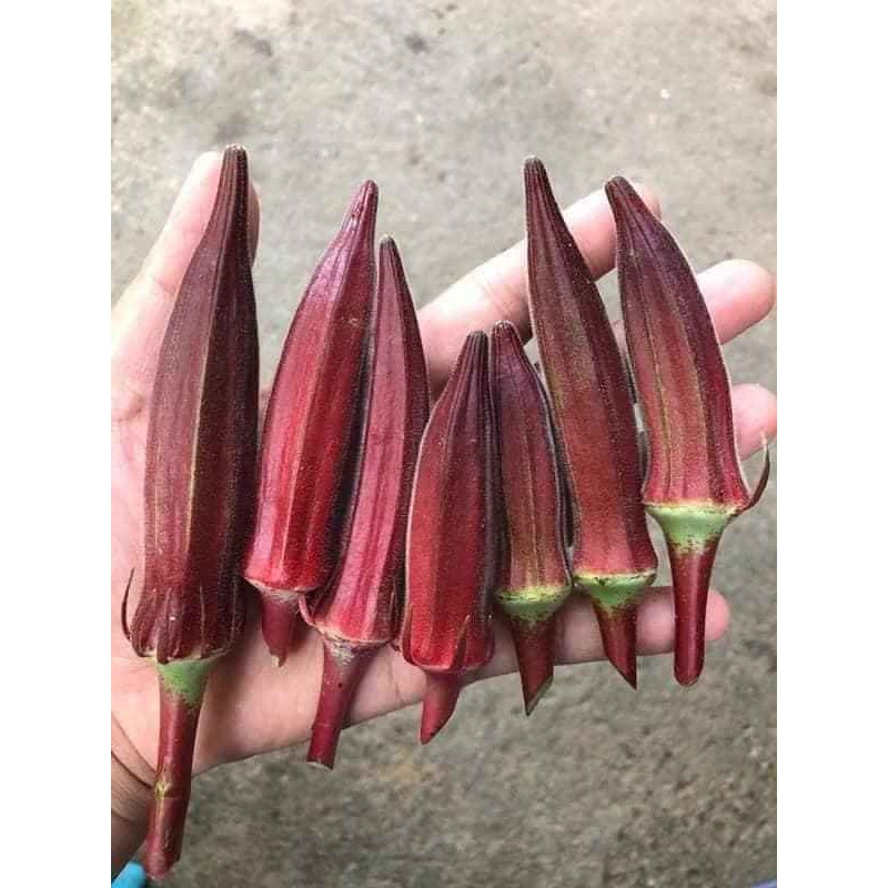 ĐẬU BẮP ĐỎ OKRA THÁI LAN