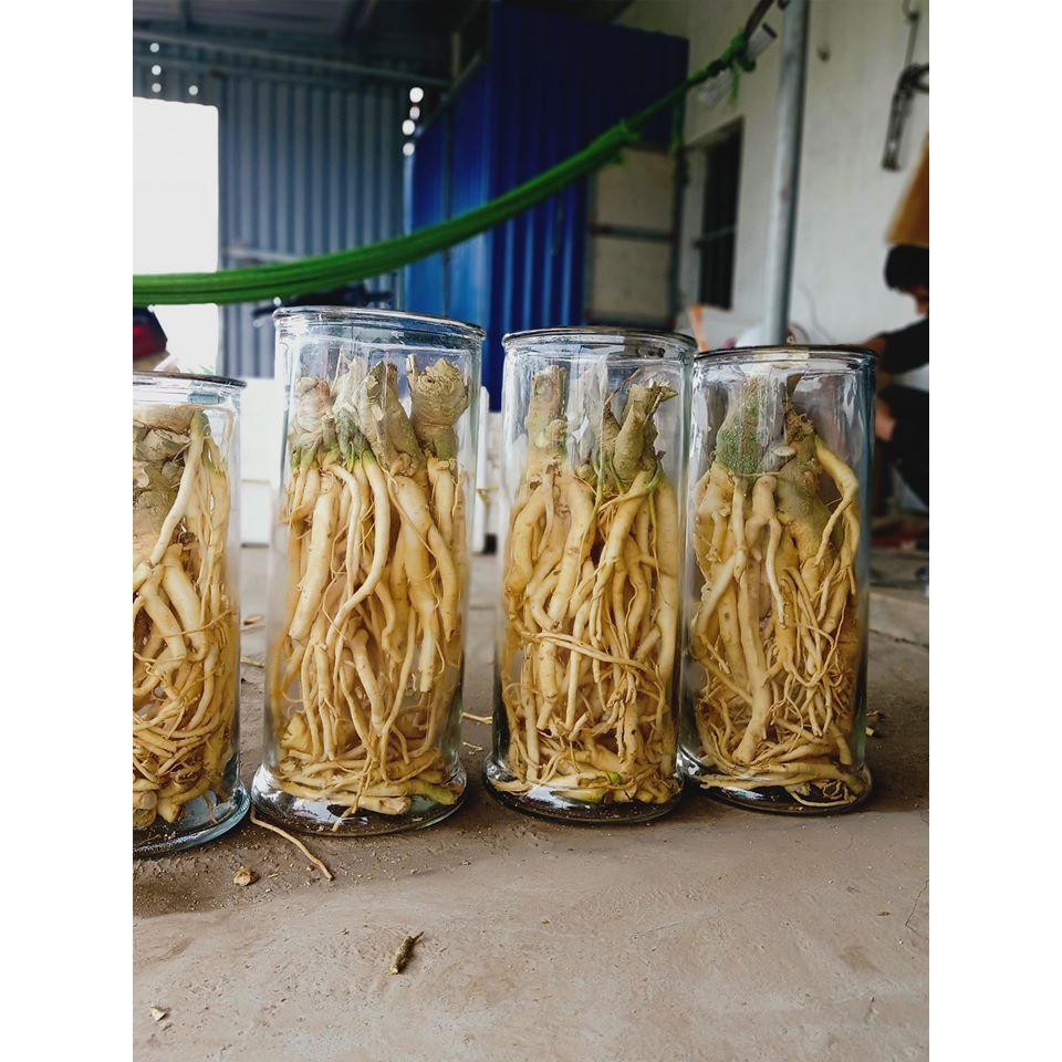 Củ Đinh Lăng 3kg (3kg/ 1 củ)