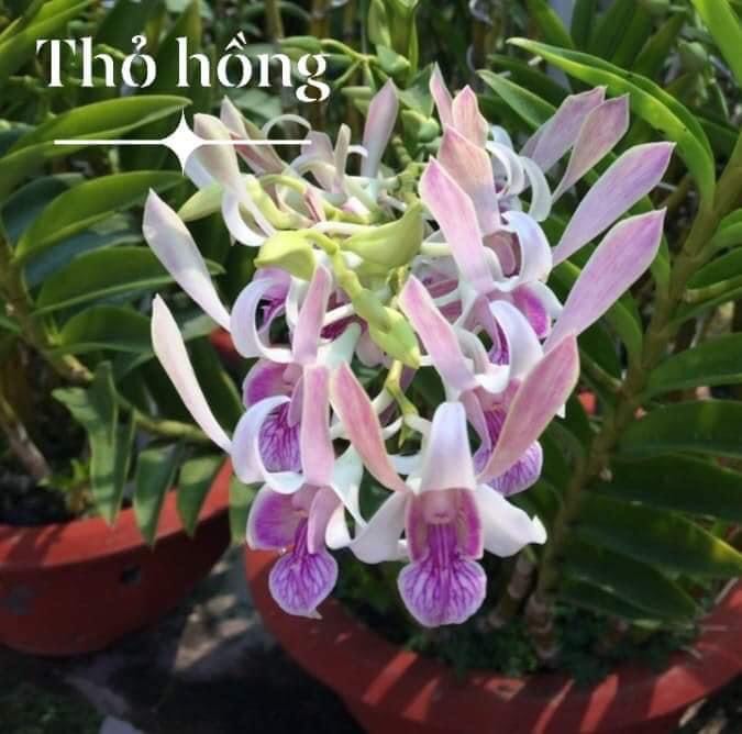 Hoa lan nắng thỏ hồng