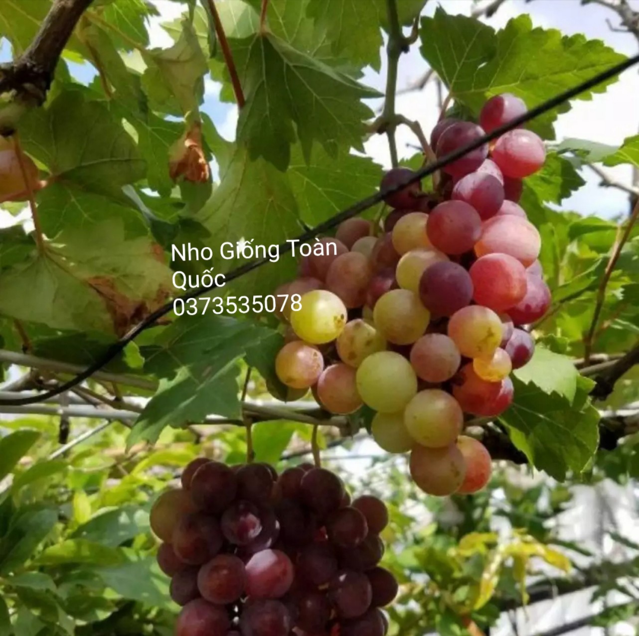 NHO ĐỎ NINH THUẬN-CÂY GIỐNG