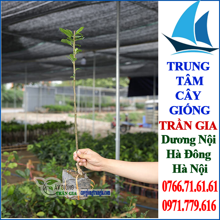 Giống Cây Táo Đỏ Lùn ( 2 cây )