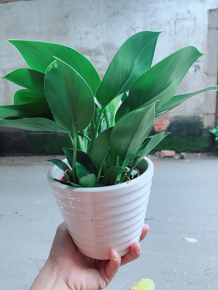 Chậu Trầu Bà Đế Vương Xanh