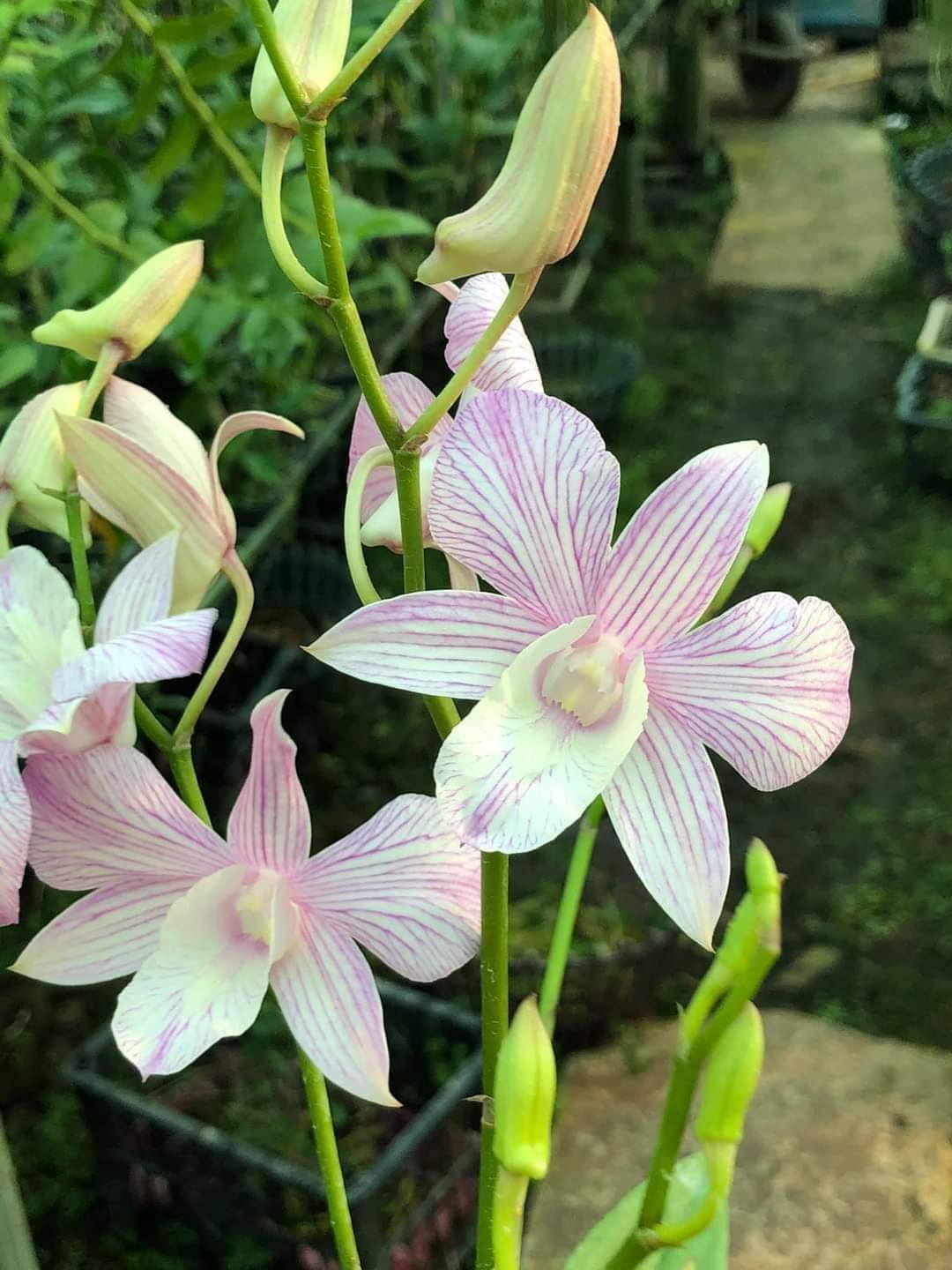 HOA LAN DAZANG SỌC HỒNG