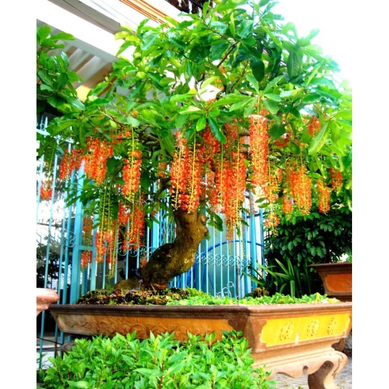 Cây lộc vừng , boiboi.organic, trong bầu đất, rễ mạnh