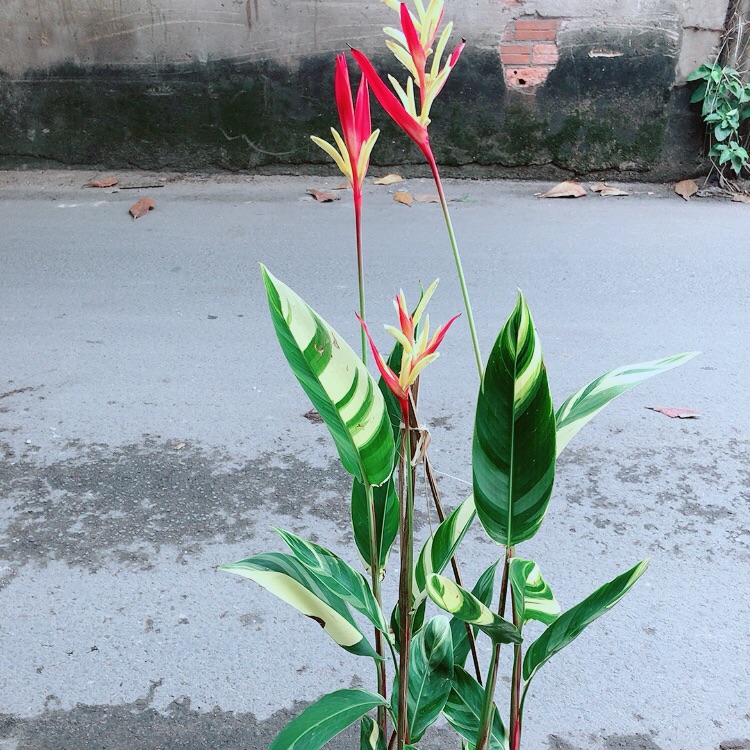 [HCM]Chuối Mỏ Két Size Đại
