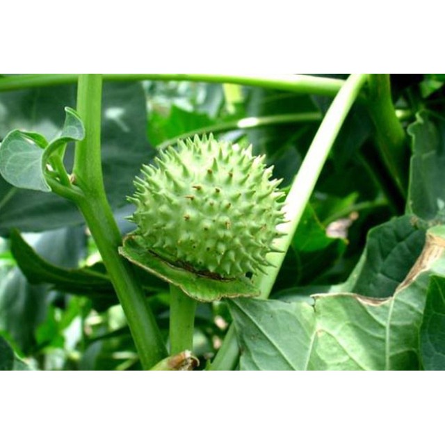 100 Hạt Cà Độc Dược Giống Bao Lên Nhanh
