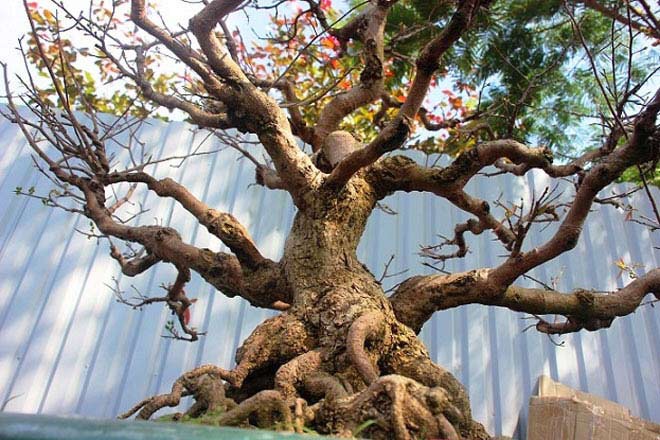 PHÂN BÓN MAX ROOT – MẬP THÂN NỞ ĐẾ CHUYÊN MAI VÀNG