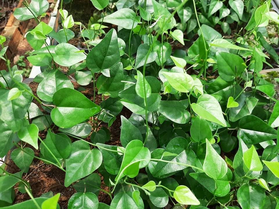Hạt giống sương sâm lông Rạng Đông