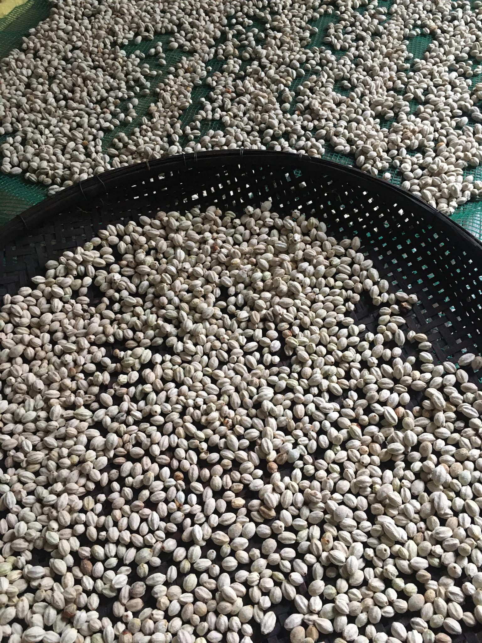 1kg Hạt xoan ta