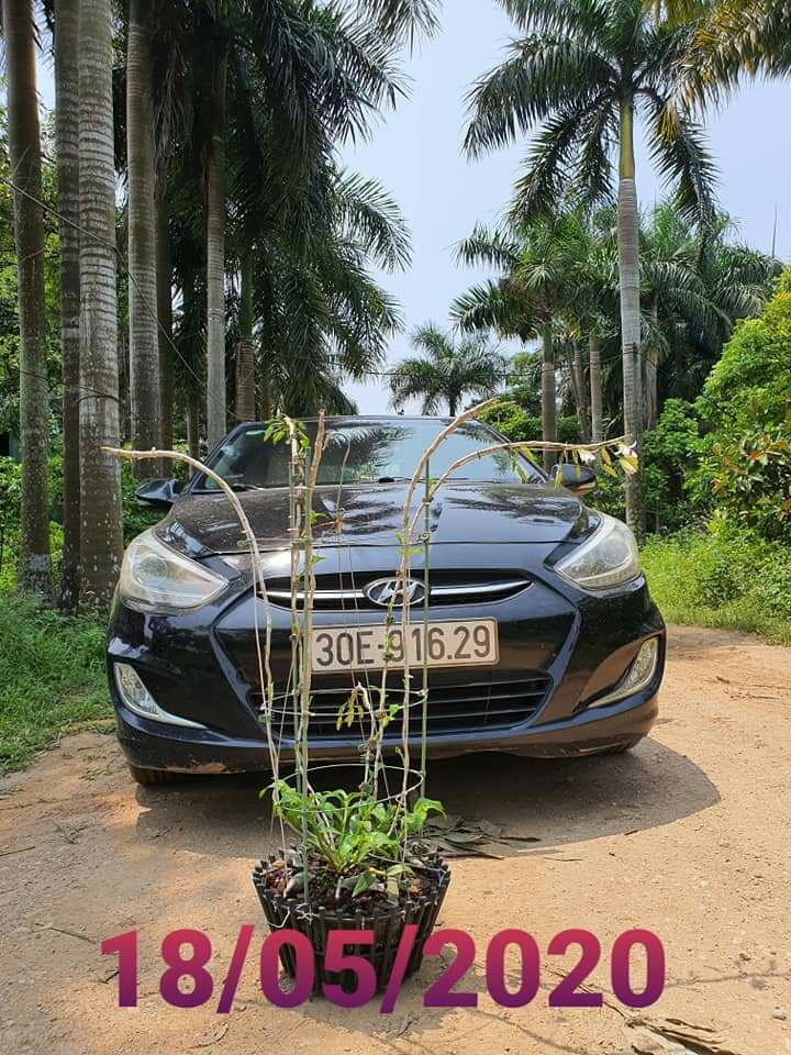3 Khung Đỡ Hoa Hồng Hoa Lan Cây leo 120cm phi 7