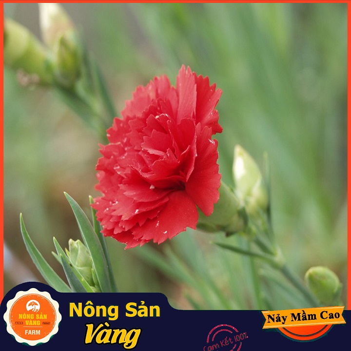 Double velvet flower seed (Carnation) long-lasting beautiful flowers, mix color (pack of 100 seeds)-shallow yellow