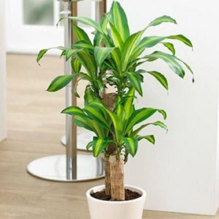 chậu thiết ghép (thiết mộc lan) cây phong thủy