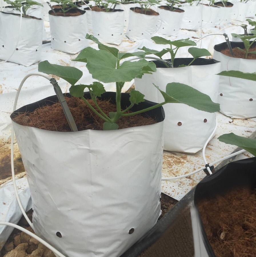 Bộ 20 túi trồng PE 17cmx33cm  trồng cà chua, ớt, dưa lưới