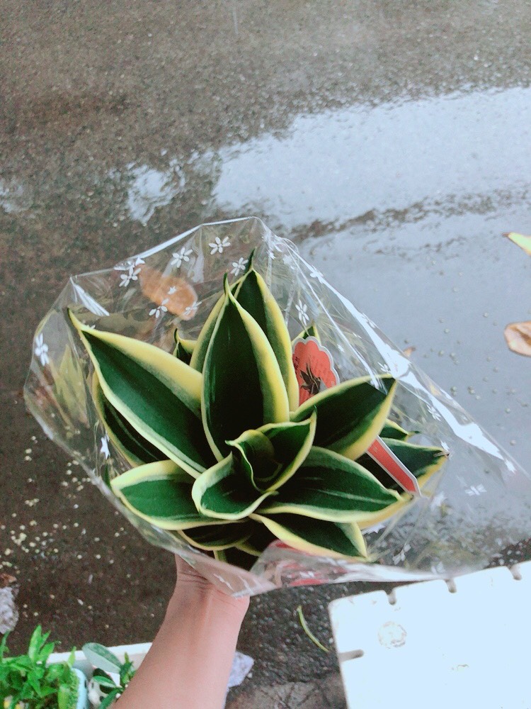 [HCM]Lưỡi Hổ Thái