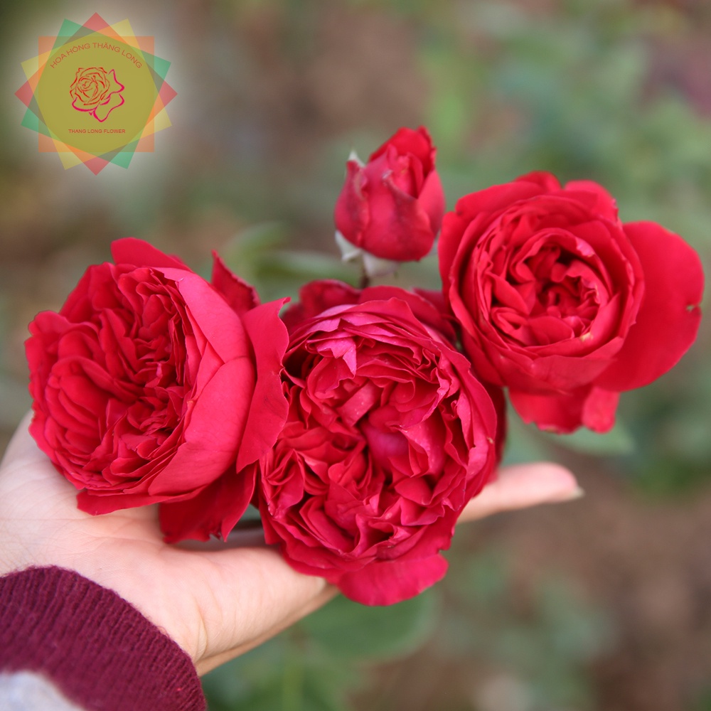Cây hoa hồng ngoại Red Eden đỏ bông siêu bền