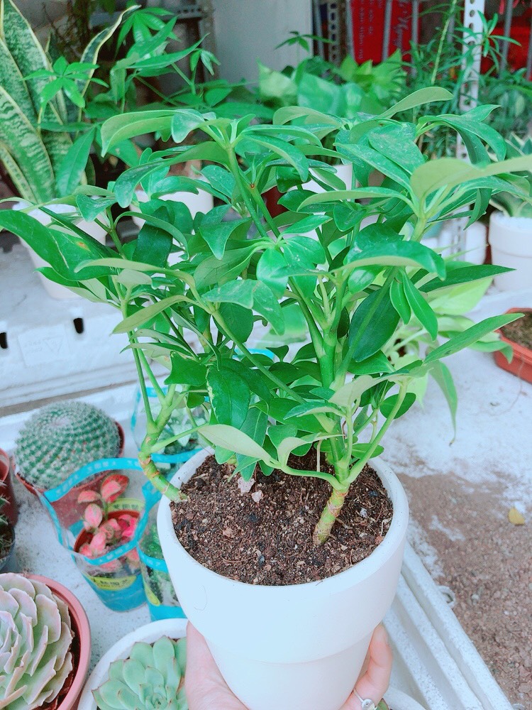 Chậu cây ngũ gia bì