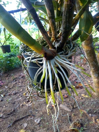 3 Hũ Ra Rễ Cực Mạnh DHT ROOTS 100gr