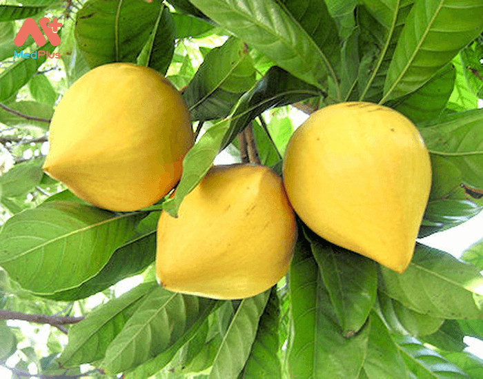 CÂY TRỨNG GÀ GIỐNG