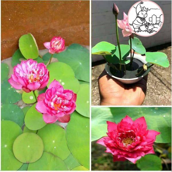 Hạt hoa sen nhật mini - gói 5 hạt