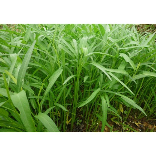 Gói 100 gram , hạt giống Rau Muống Lá Tre
