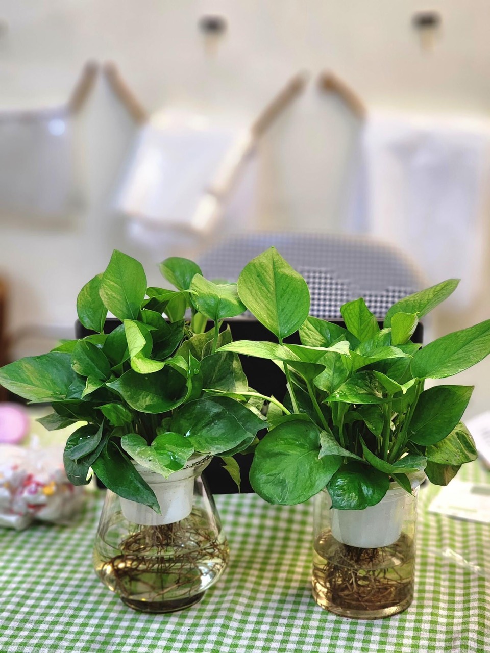Trầu Bà Thuỷ Sinh
