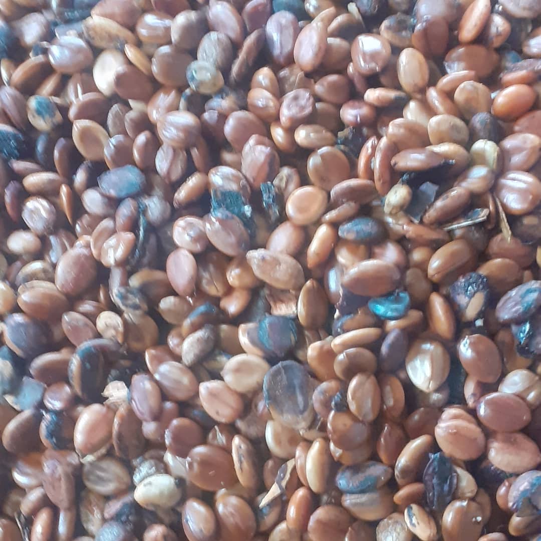 Cassia fistula seed