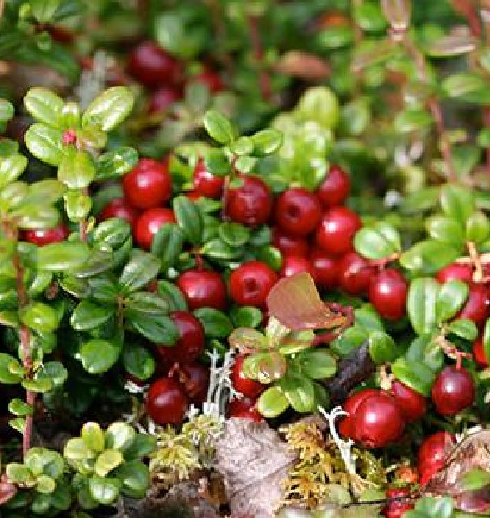 "Gói  30"Hạt giống việt quất đỏ [Seeds]