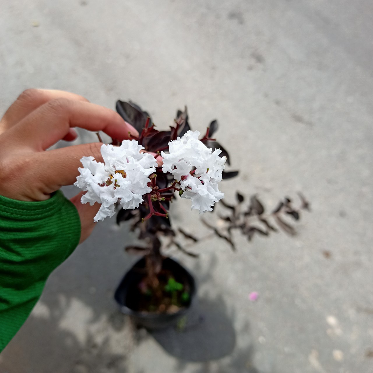 Cây tường vi bạch long