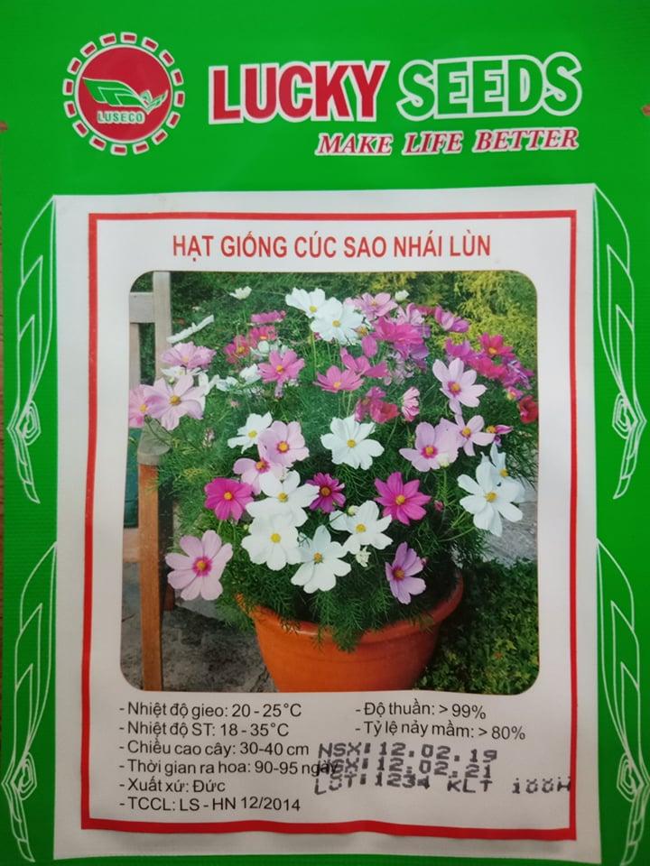 Hạt Giống Hoa Sao Nhái Lùn - 100 hạt