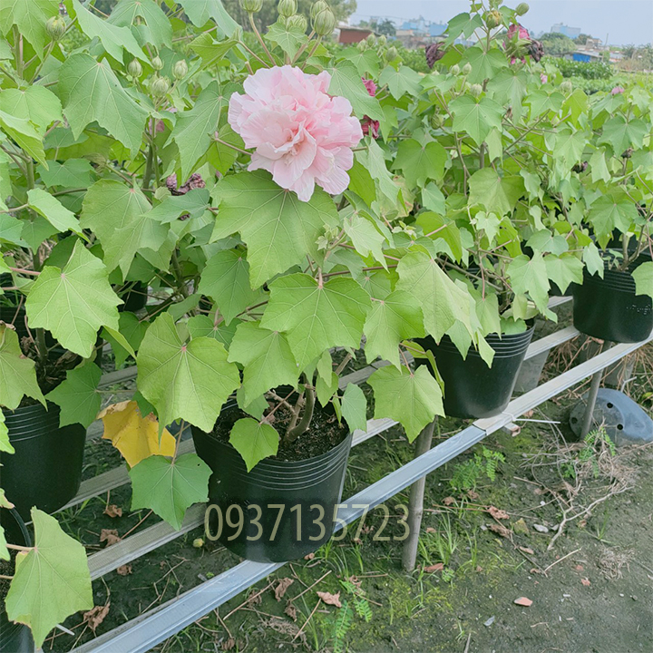 [HCM]CÂY HOA PHÙ DUNG