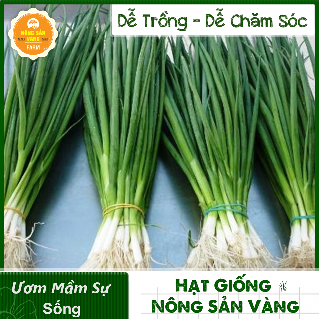 Seeds scallion because of a bowl of noodles that operation, essential for every feast family, saving, quality -shallow gold