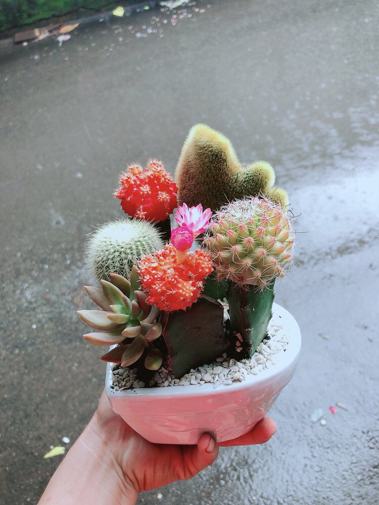 Chậu Xương Rồng Mix