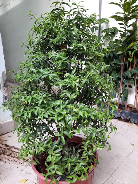 Cây mai chiếu thủy lá nhỏ