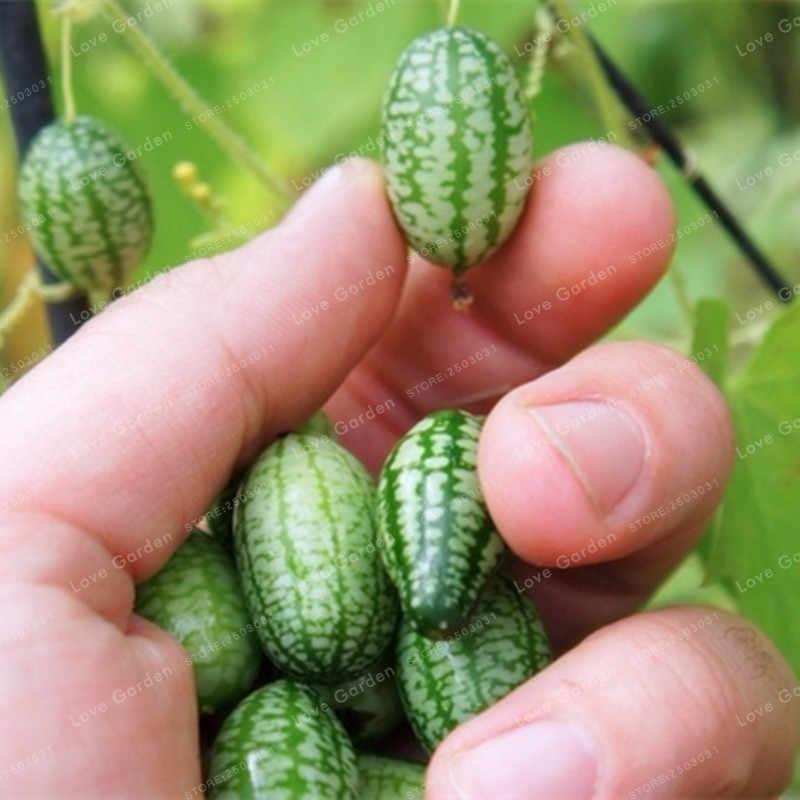 [ SP Mới Về] - Combo 5 gói Hạt giống dưa hấu mini  chất lượng cao