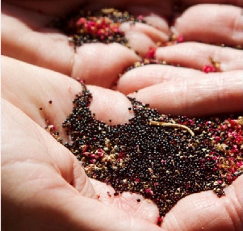 Hạt giống rau dền đỏ /gói 20 gram-nãy mầm 90%