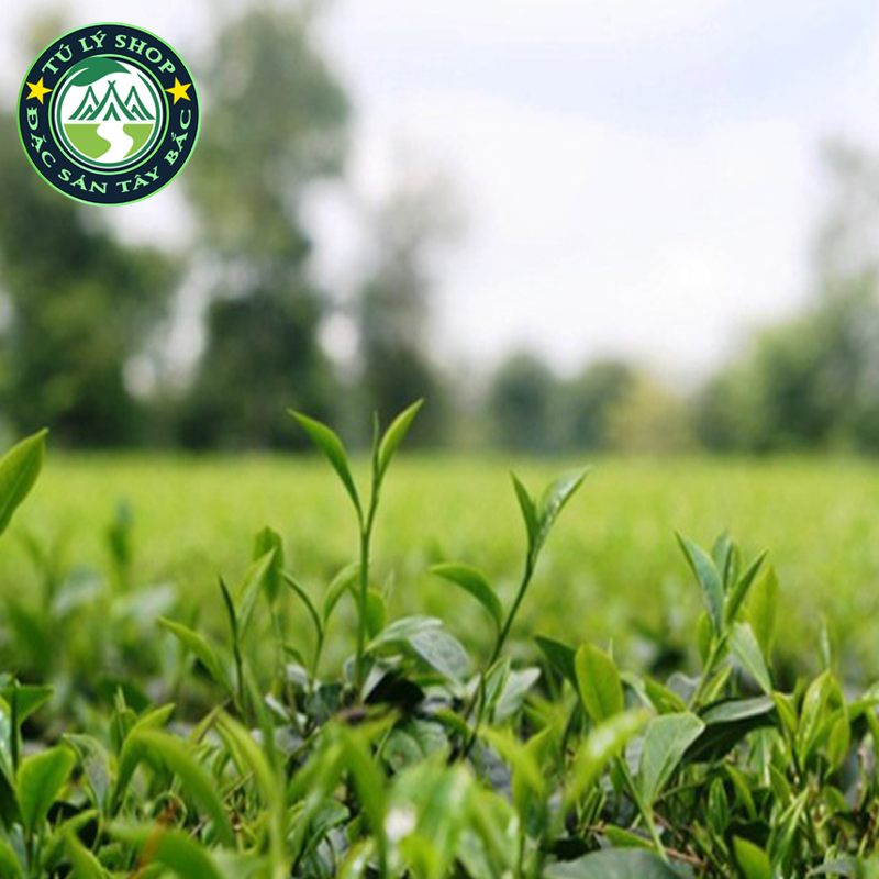 Chè xanh Mộc Châu Đặc Biệt gói 200g