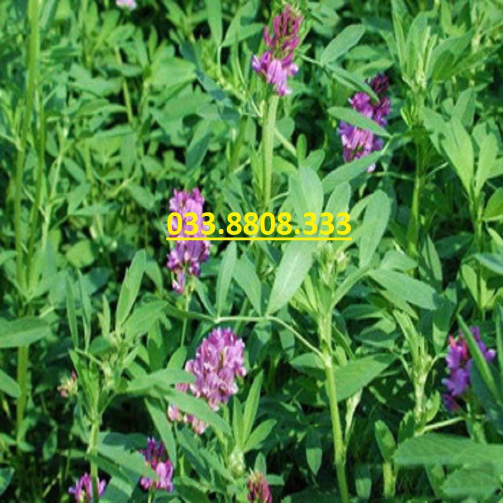 Hạt cỏ chăn nuôi alfalfa linh lăng - cỏ họ đậu - hạt giống cỏ chăn nuôi trâu-bò-dê-cừu-cá
